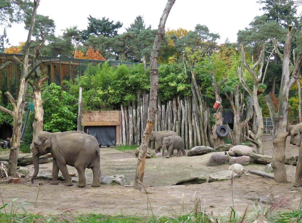 Bestand:20151023ZooAfrt 01.JPG - Wikipedia