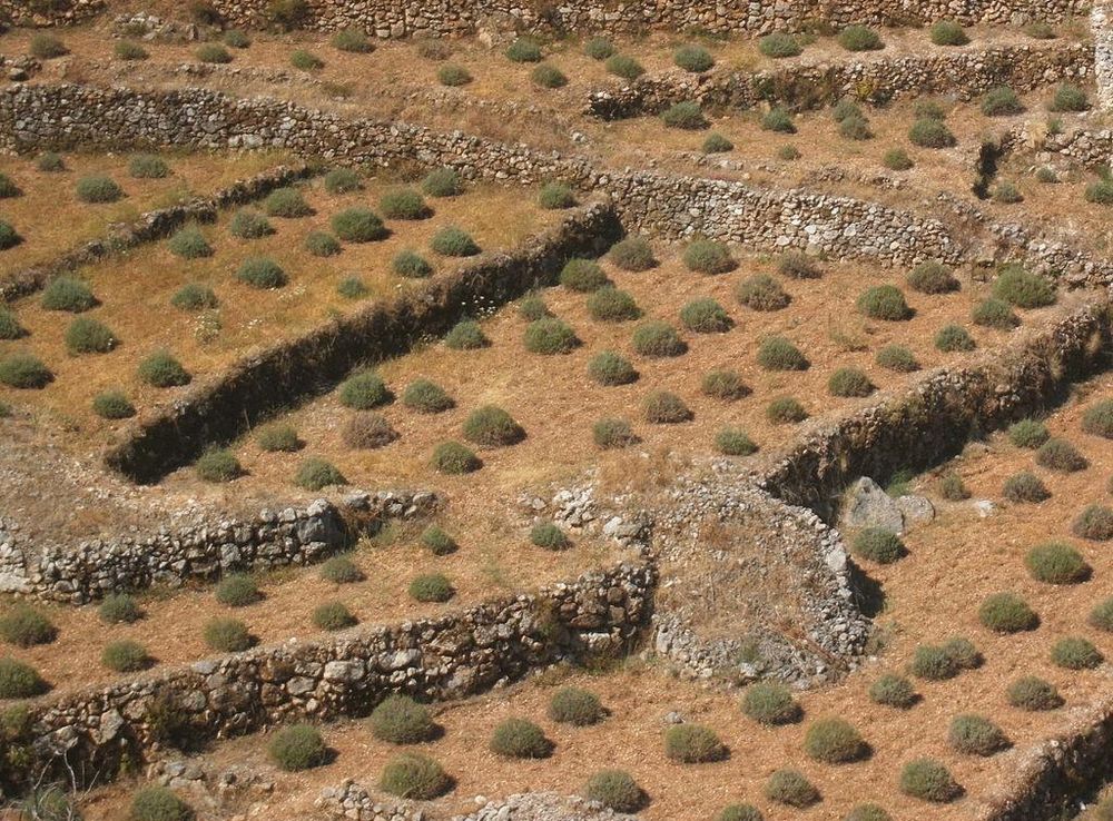Datoteka:Lavender field on Hvar.JPG – Wikipedija