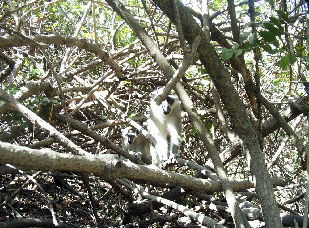 File:Gambia abuko 002.jpg - Wikimedia Commons