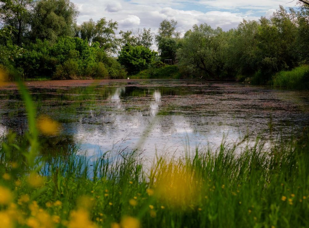 Free picture: marshlands, channel, idyllic, aquatic plant, marsh, water,  reflection, landscape, land, wetland