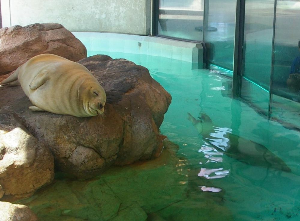 File:Norwalk Aquarium Harbor Seal -- Sgt. R.K. Blue.jpg - Wikimedia Commons