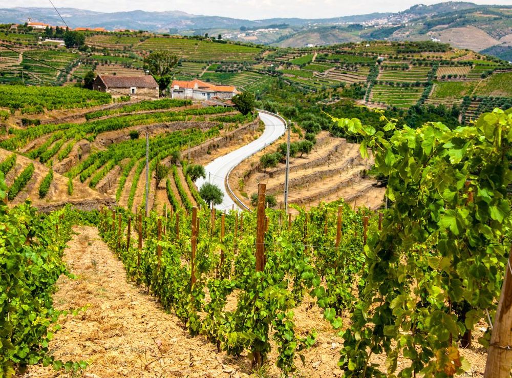 File:View of vineyards in The Douro Valley.jpg - Wikimedia Commons