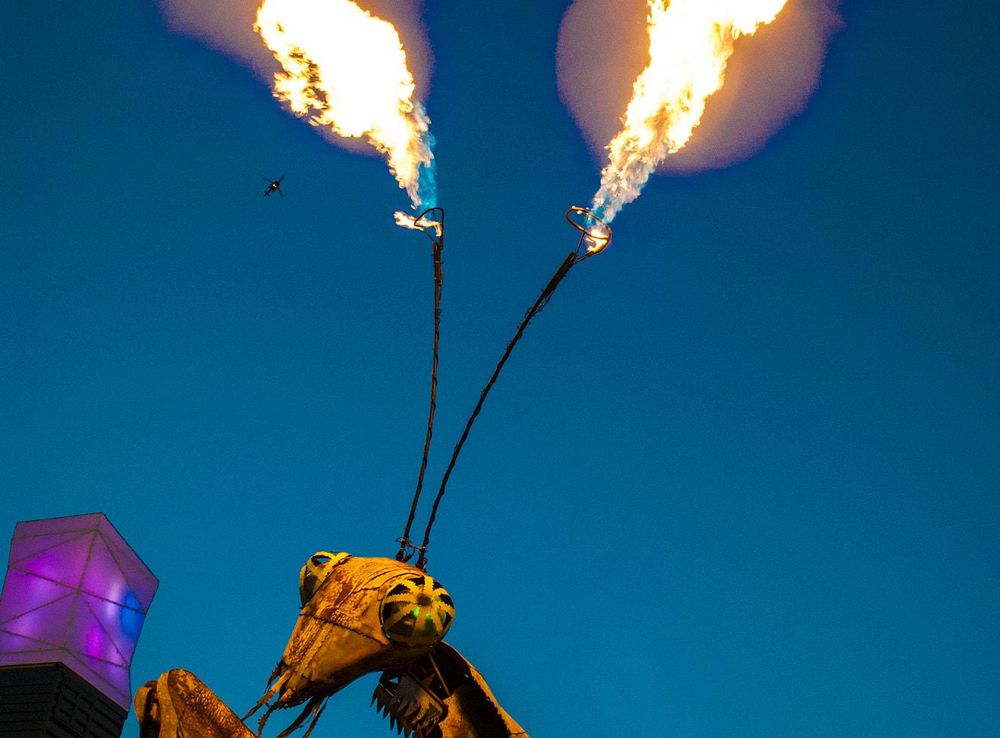 File:Praying Mantis Breathes Fire (194075455).jpeg - Wikimedia Commons