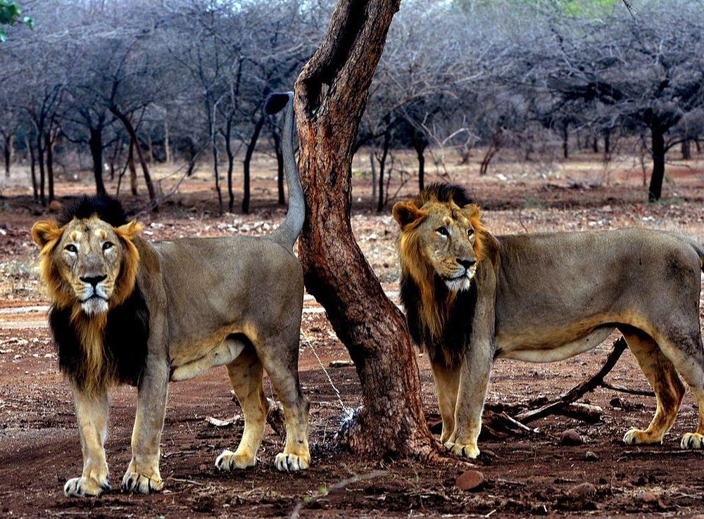 File:Gujarat lion in Gir forest.jpg - Wikimedia Commons