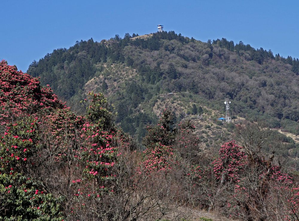 File:Ghorepani-Tadapani-16-Rhododendron-Poon Hill-2013-gje.jpg - Wikimedia  Commons