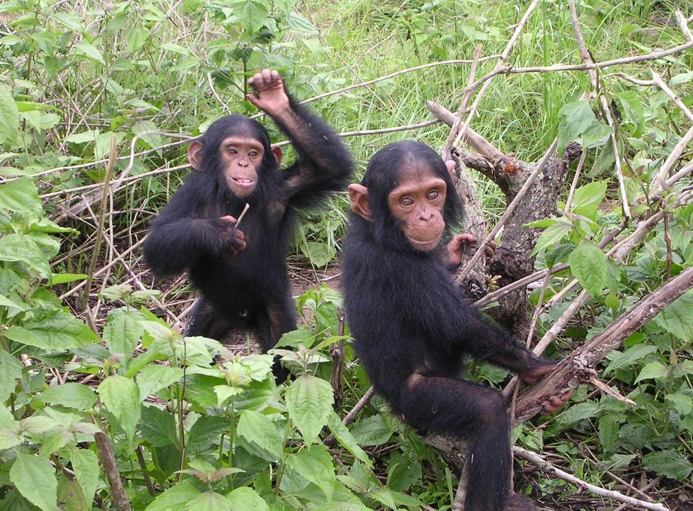 File:2006-12-09 Chipanzees D Bruyere.JPG - Wikimedia Commons
