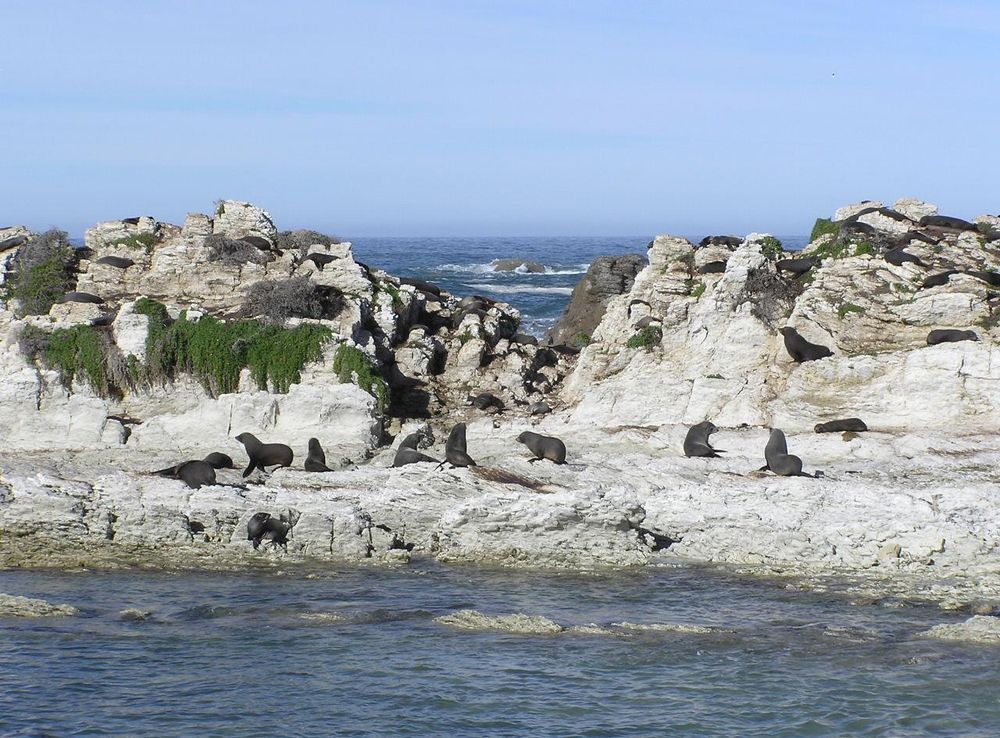 File:Kaikoura seal colony.JPG - Wikimedia Commons