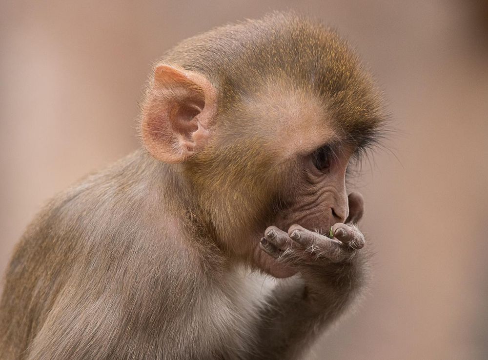 File:Buiobuione - India - Jaipur - Galtaji Temple - monkey.jpg - Wikimedia  Commons