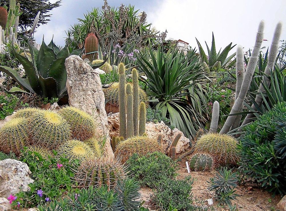 File:Eze jardin exotique.JPG - Wikimedia Commons