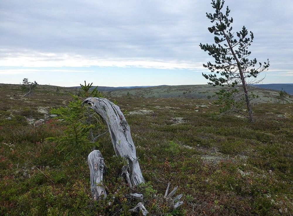 Fil:Fulufjellet nasjonalpark 005.JPG – Wikipedia