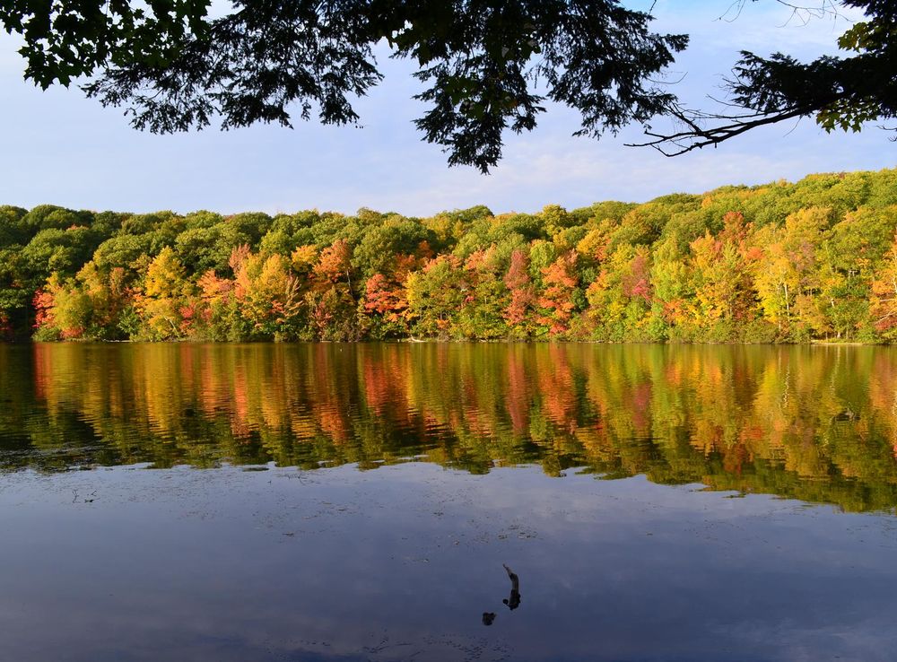 File:Foliage Reflection.jpg - Wikimedia Commons