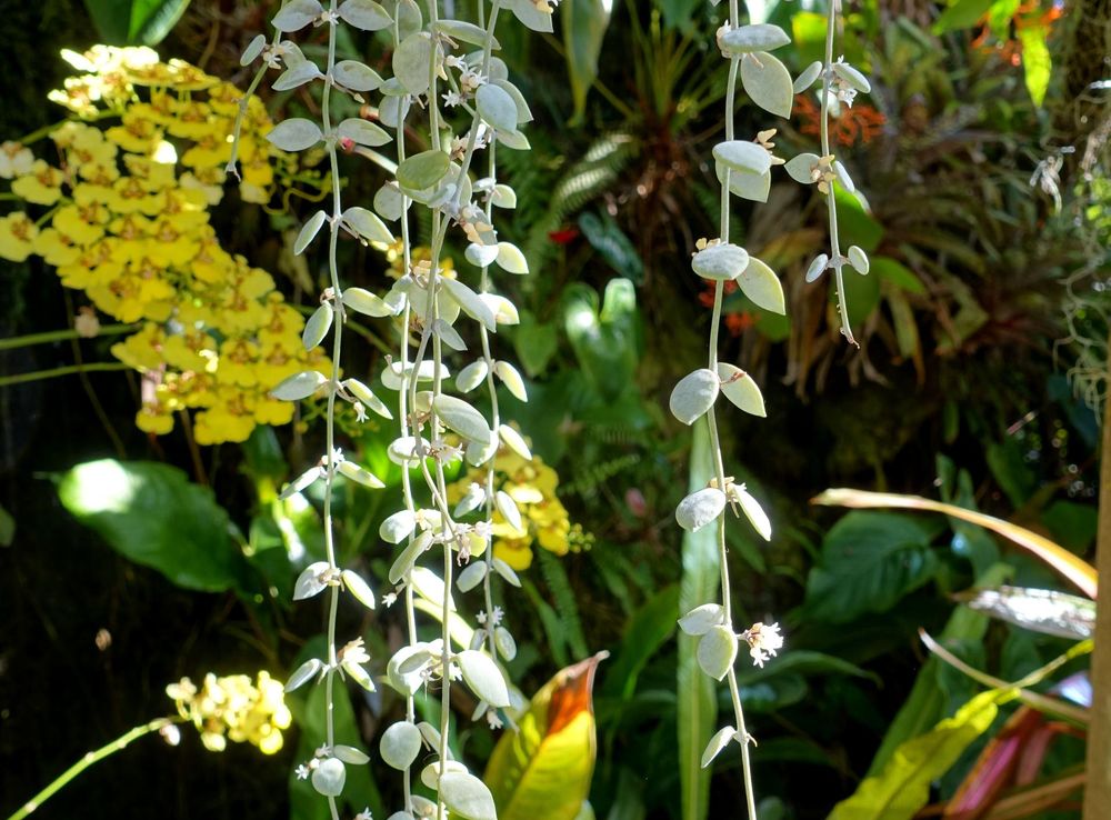 File:Dischidia nummularia - Marie Selby Botanical Gardens - Sarasota,  Florida - DSC00887.jpg - Wikimedia Commons