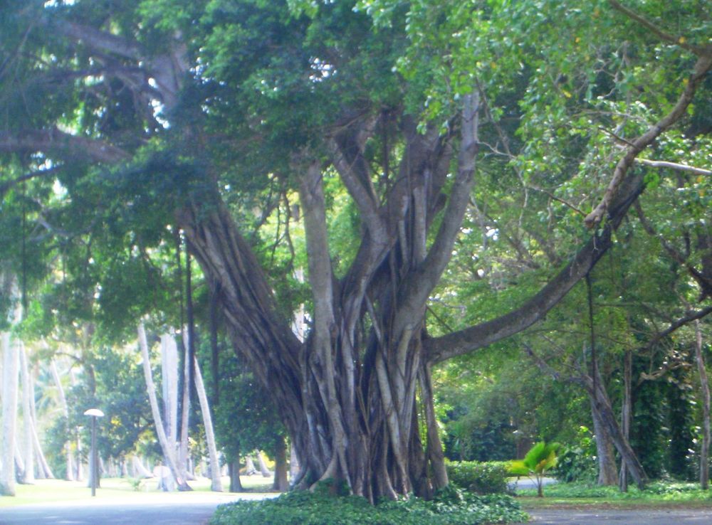 File:Ficus tree TPC Dorado Beach Puerto Rico.jpg - Wikimedia Commons