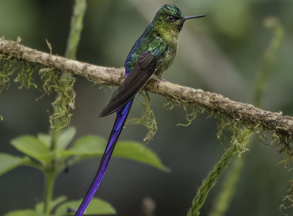 รูปภาพ : นกฮัมมิ่งเบิร์ด, ปาก, coraciiformes, Jacamar, สัตว์ป่า,  Cuculiformes, ปลูก, กิ่งไม้, นกที่เกาะอยู่, rufous hummingbird 3585x3267 -  ZandroArmas - 1576215 - ภาพ สวย ๆ - PxHere