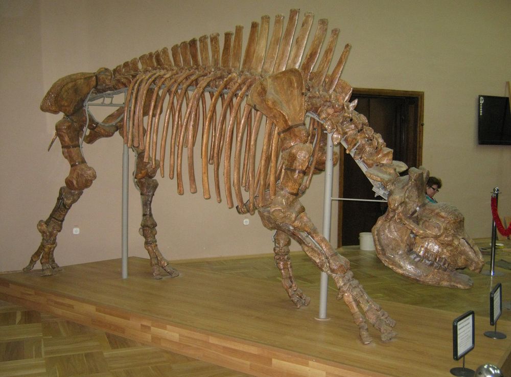 Elasmotherium – Wikipedia