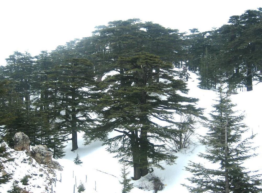 File:Forest of The cedars of God.jpg - Wikimedia Commons