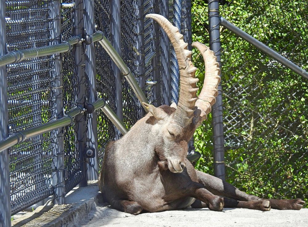 File:WildparkPP Steinbock.jpg - Wikimedia Commons