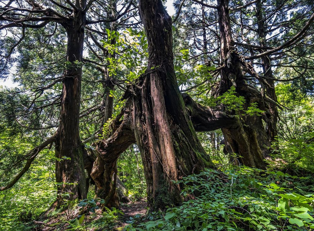File:Ancient Sugi on Sado Island, Japan (199511709).jpg - Wikimedia Commons