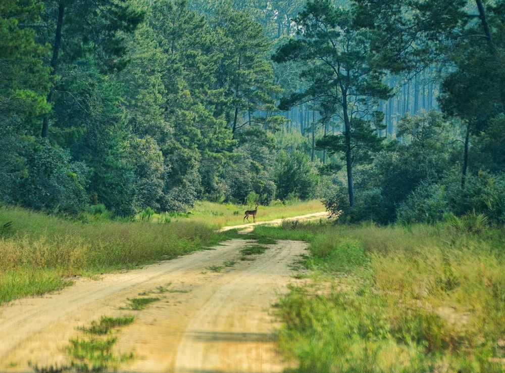 File:Ocala National Forest, Ocala, Florida, US.jpg - Wikimedia Commons