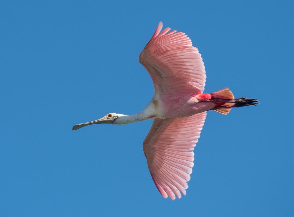 File:2019-02-15 074 Roseate spoonbill (Platalea ajaja) at Sian Ka'an  Biosphere Reserve, Mexico.jpg - Wikimedia Commons