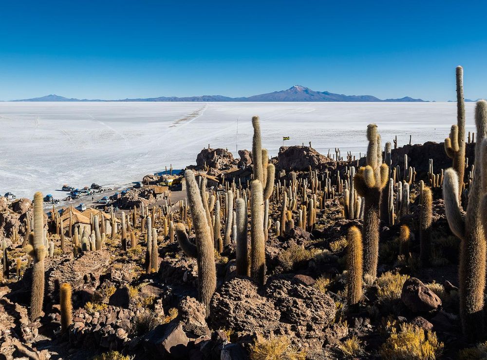 File:Isla del Pescado, Salar de Uyuni, Bolivia, 2016-02-04, DD 42.JPG -  Wikipedia