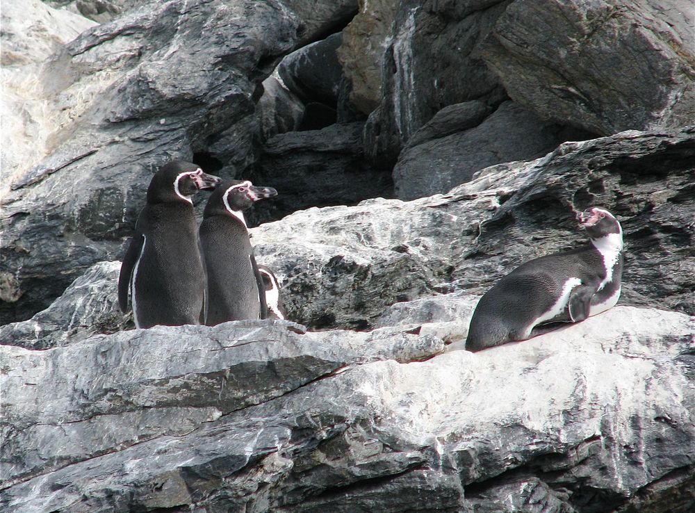 Archivo:Pinguinos-Humboldt Isla Choros Chile.JPG - Wikipedia, la  enciclopedia libre