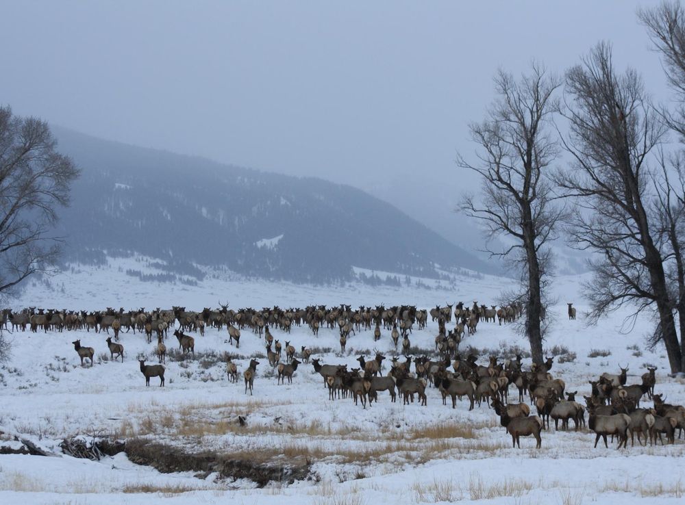 File:National Elk Refuge (7467049882).jpg - Wikimedia Commons