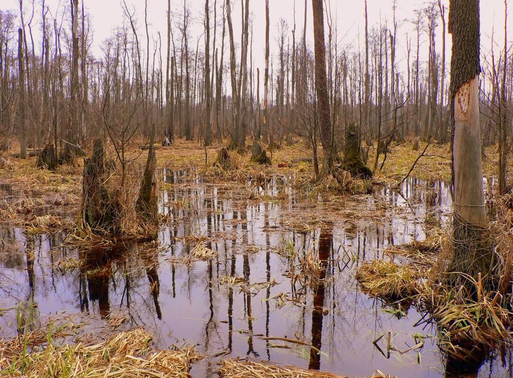 File:Poland Kampinos April 1.jpg - Wikipedia