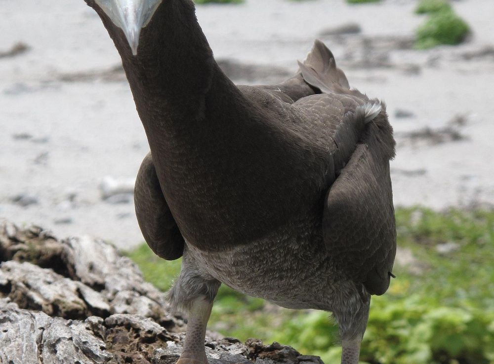 File:Phoenix Islands Protected Area-114872.jpg - Wikipedia