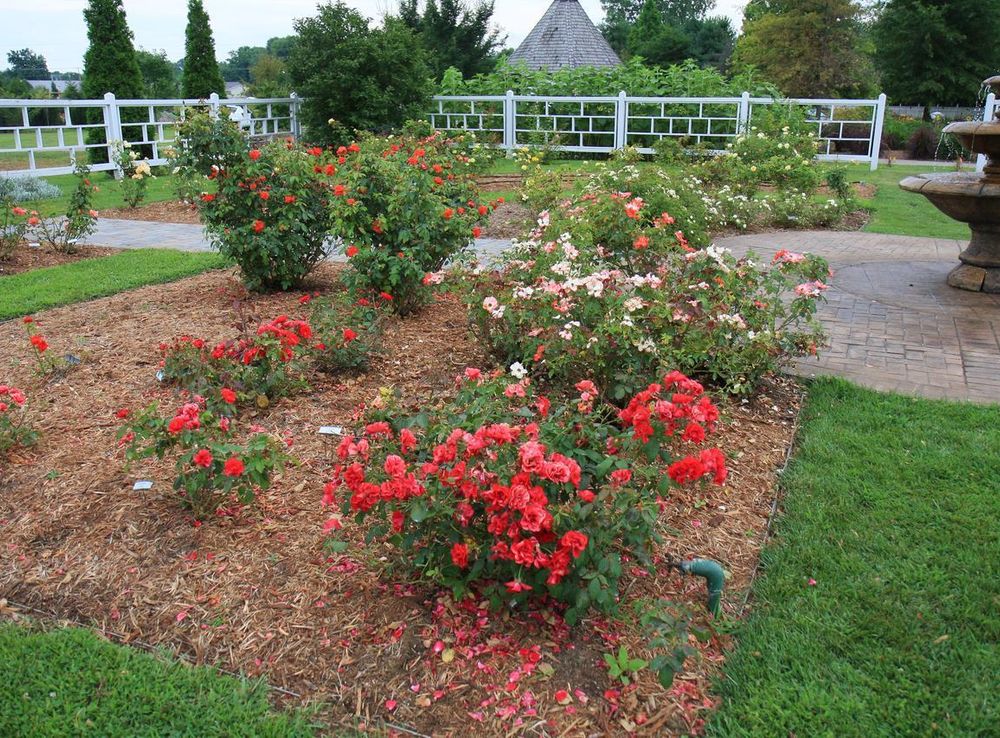 File:Owensboro Rose Garden.jpg - Wikimedia Commons