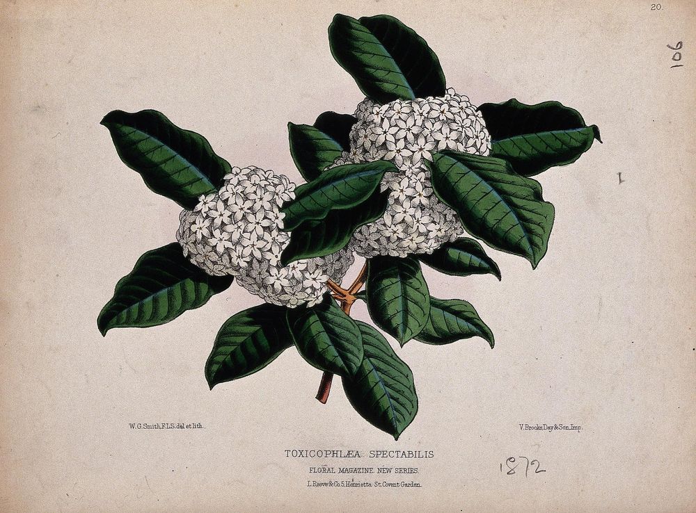 File:A tropical plant (Acokanthera spectabilis); flowering stem. Wellcome  V0044402.jpg - Wikimedia Commons