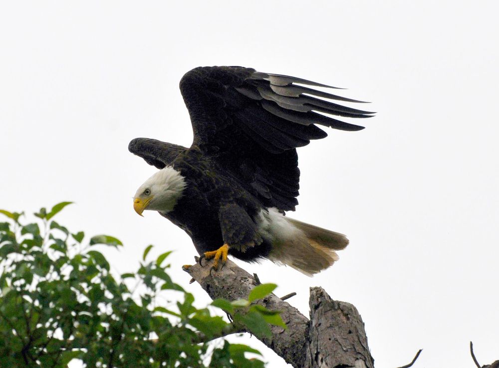 Eagle population increases at Arnold > Arnold Air Force Base > Article  Display