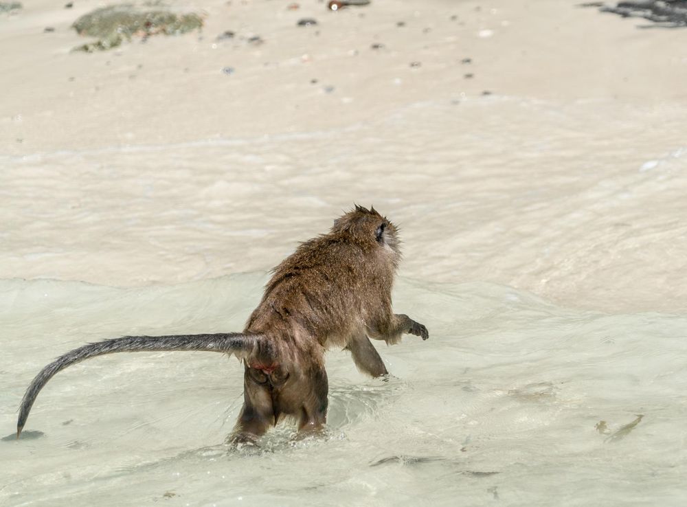 Free Images : beach, landscape, sea, water, nature, outdoor, sky, summer,  vacation, travel, coastline, wildlife, paradise, tropical, seascape,  holiday, asia, blue, tourism, fauna, thailand, swimming, vertebrate,  exotic, andaman, destination, phuket ...