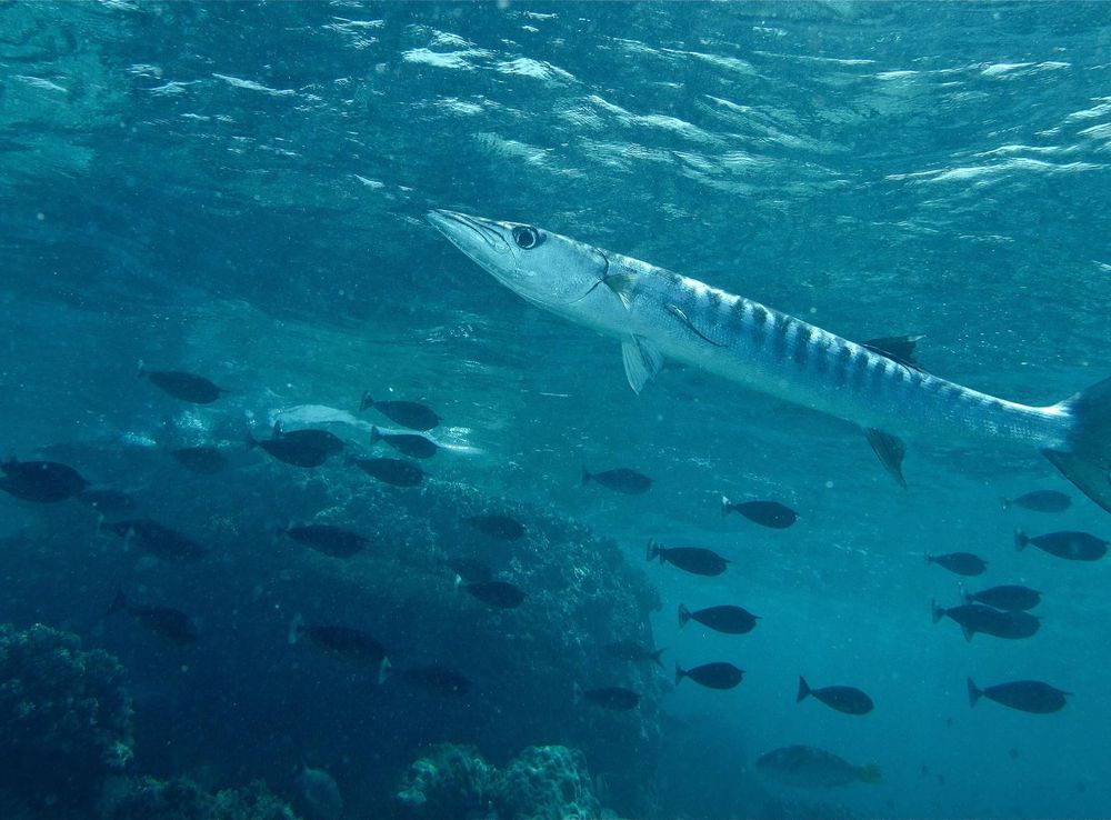 File:Blackfin Barracuda in Malaysia.jpg - Wikimedia Commons