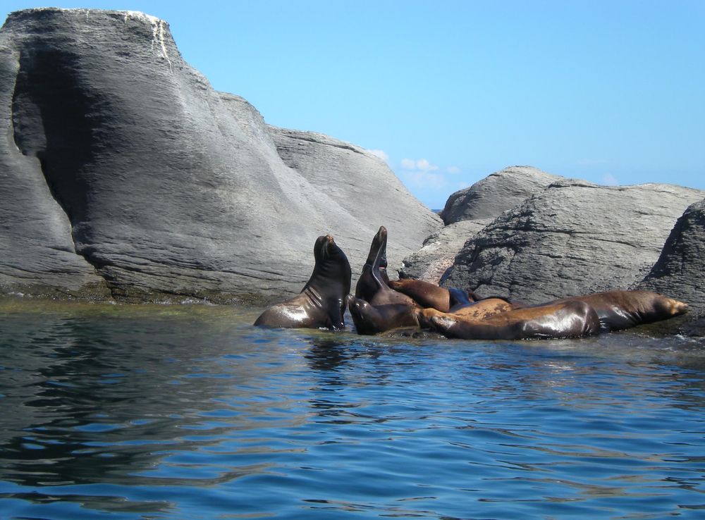 File:Leones Marinos en Isla Coronado, Loreto, Baja california Sur.jpg -  Wikipedia