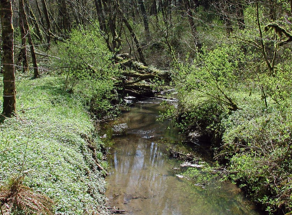 Tryon Creek - Wikipedia