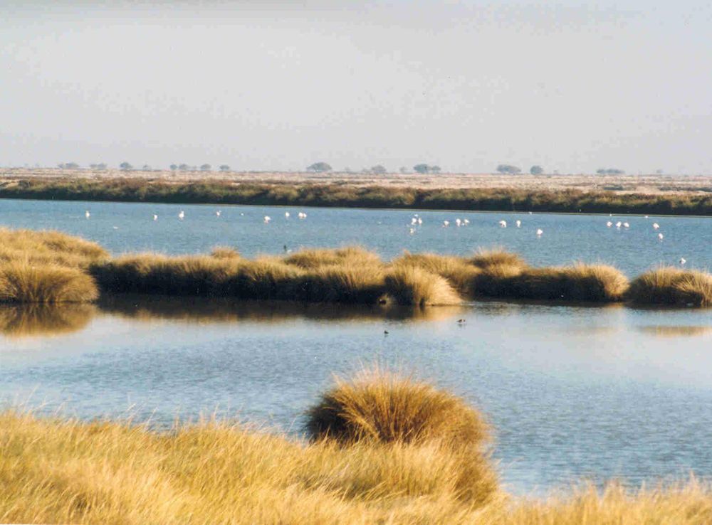 File:Wetlands in Donana.jpg - Wikipedia