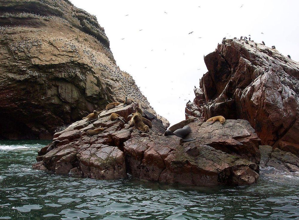 File:Wildlife on ballestas islands.jpg - Wikimedia Commons