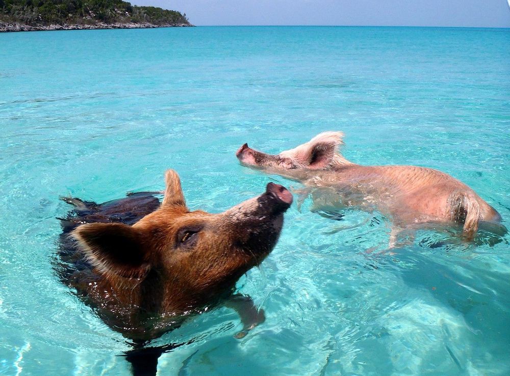 File:Vorobek Bahamas - swimming pigs.jpg - Wikimedia Commons