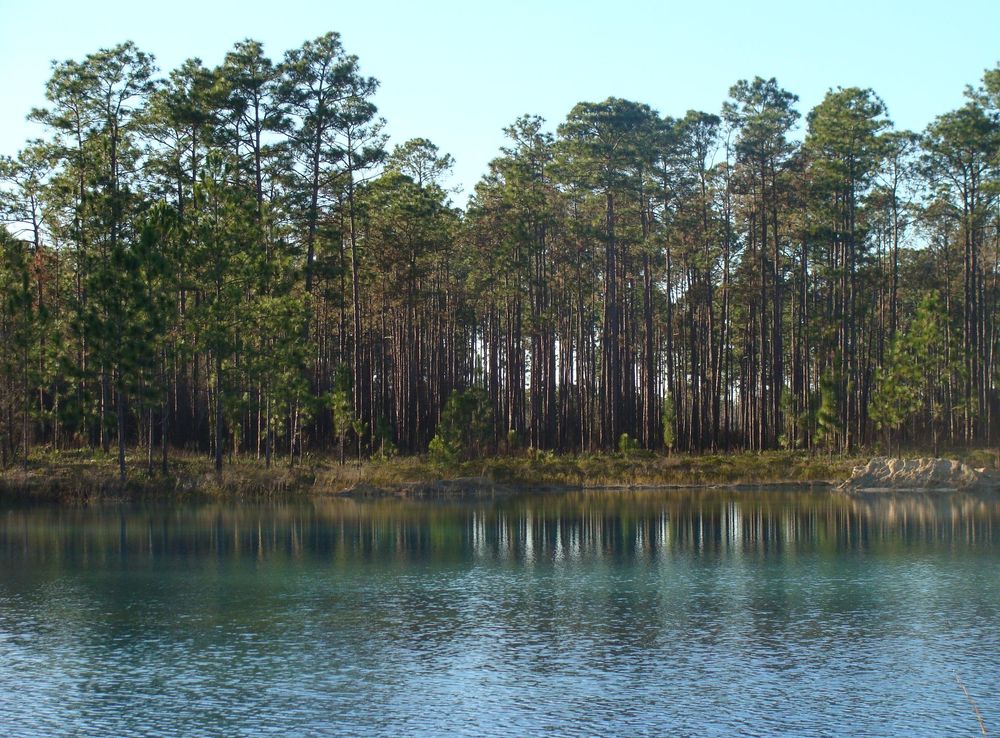 File:Apalachicola pond.JPG - Wikipedia