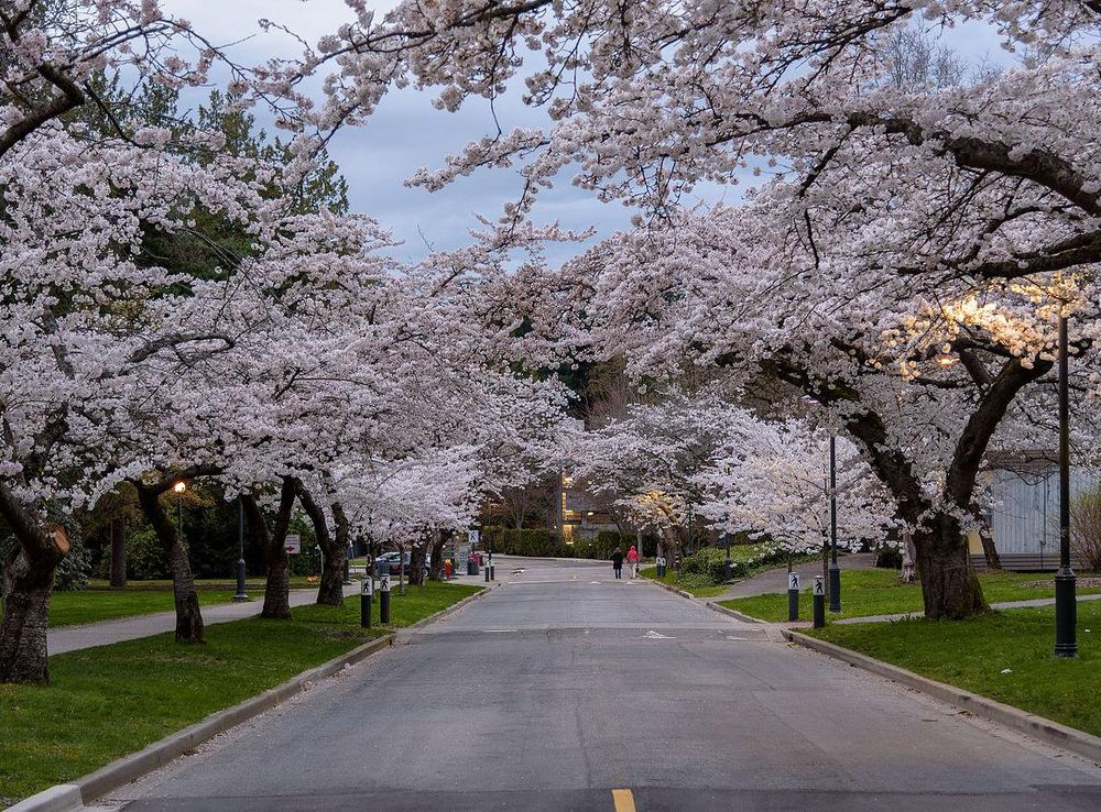 File:Cherry Blossoms UBC 02.JPG - Wikimedia Commons