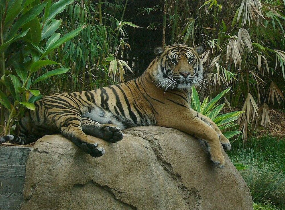 File:Tiger in San Diego Zoo Safari Park.JPG - Wikimedia Commons