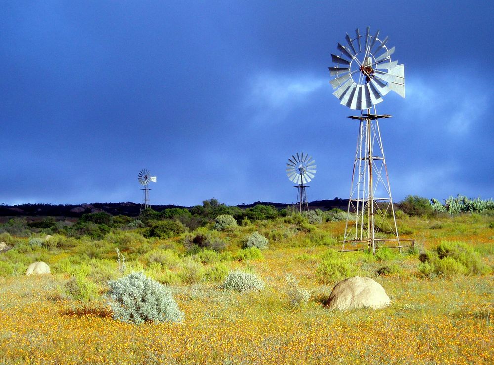 File:Namaqua park flowers pompes a eau.jpg - Wikimedia Commons