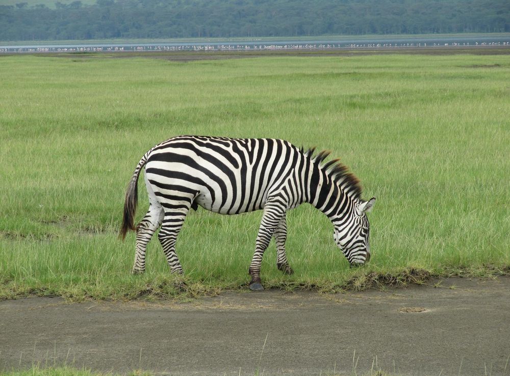 File:Zebra in Lake Nakuru National Park.JPG - Wikimedia Commons