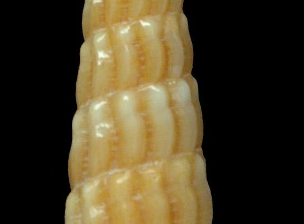Ficheiro:Myurella paucistriata (MNHN-IM-2013-46905).jpeg – Wikipédia, a  enciclopédia livre