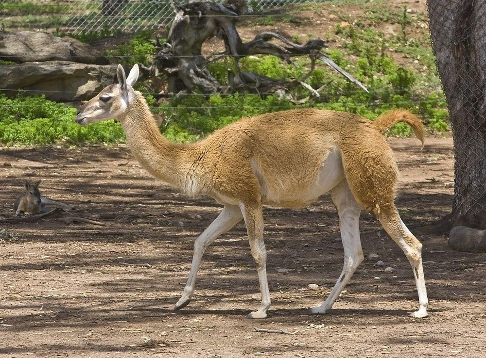 File:Dubbo Zoo (3143861084).jpg - Wikimedia Commons