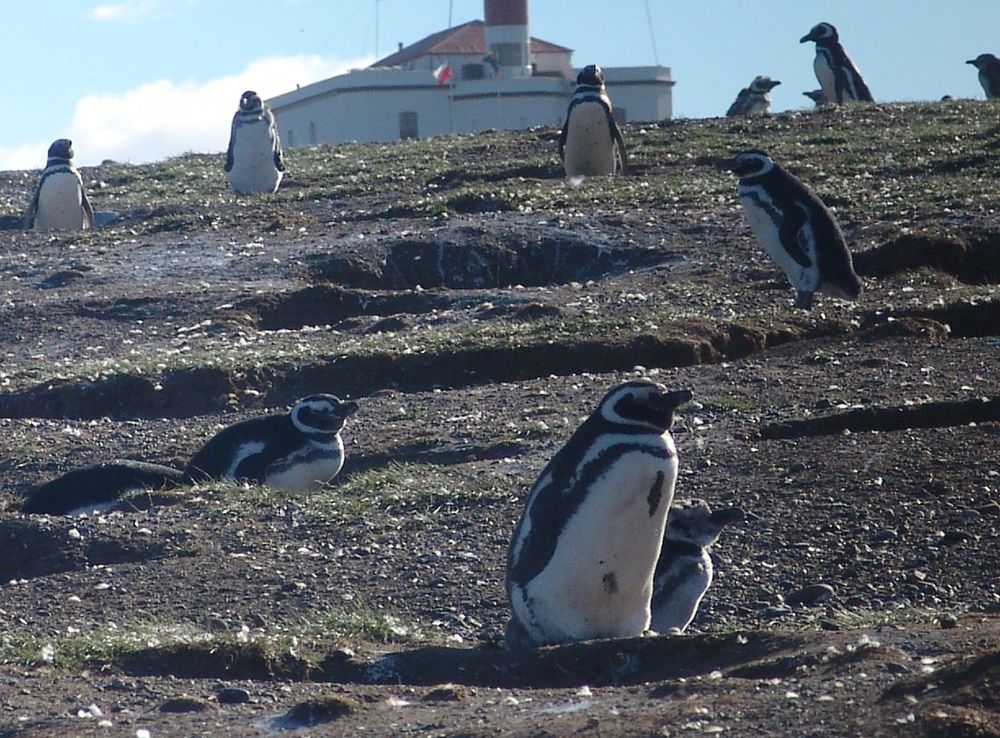 File:Magellanic Penguins, Isla Magdalena.jpg - Wikimedia Commons