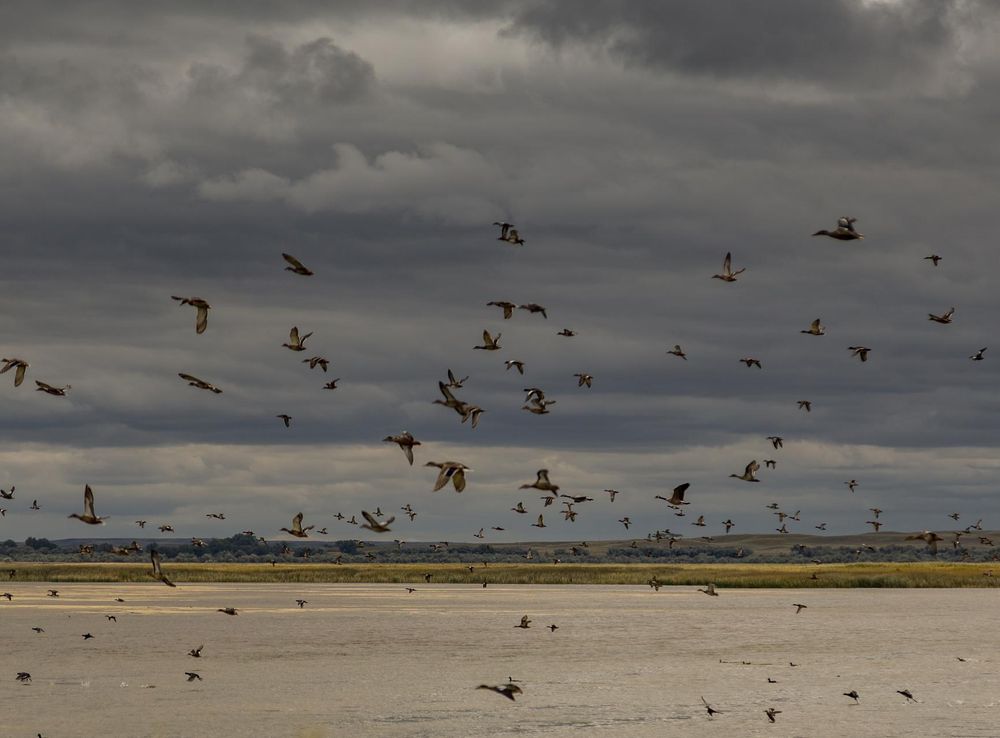 File:Lake Bowdoin Birds, Bowdoin National Wildlife Refuge, Montana  (31400911026).jpg - Wikimedia Commons