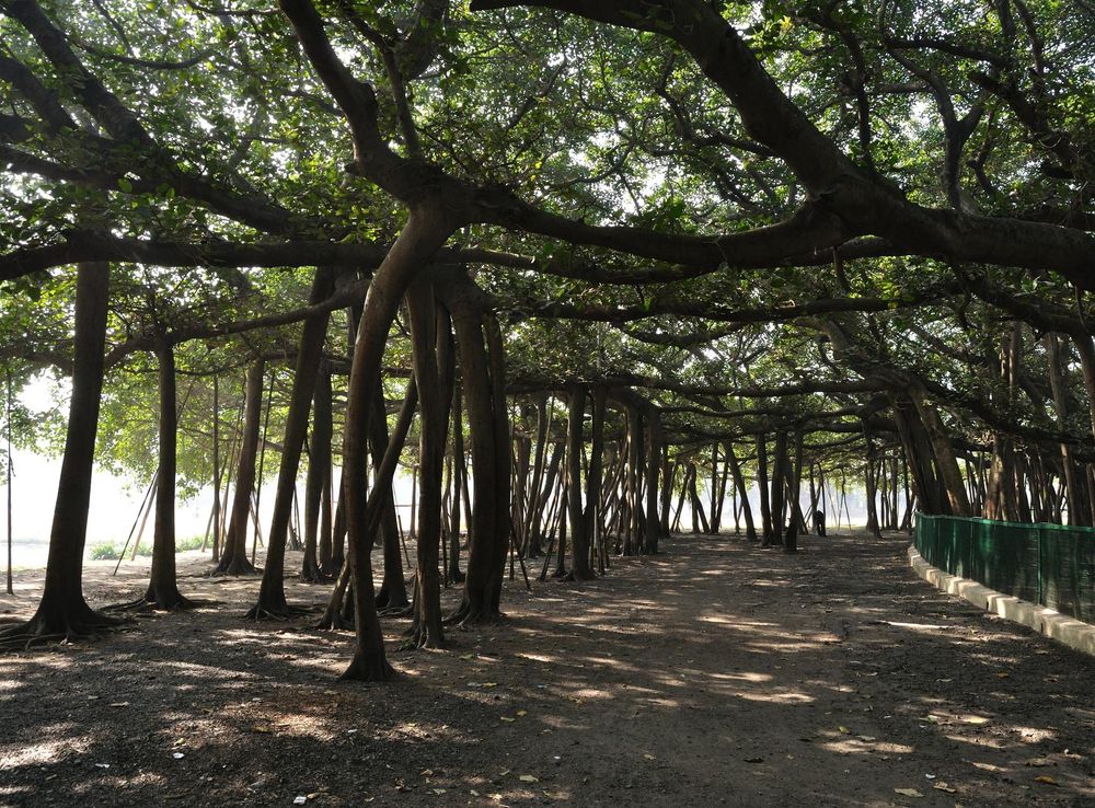 File:Acharya Jagadish Chandra Bose Indian Botanic Garden - Howrah  2011-01-08 9724.JPG - Wikimedia Commons