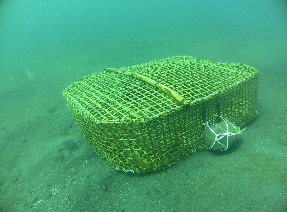 Berkas:Fish trap at Lembeh Strait.jpg - Wikipedia